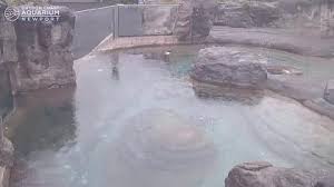 It is set at phillip and patricia frost science museum, in downtown miami, in the u.s. Webcam Newport Oregon Coast Aquarium Oregon Usa Spotcameras