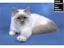 Colours of the Birman Cat - Birman Cats and Kittens