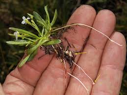 Image result for Montiniaceae