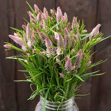 Image result for Celosia
