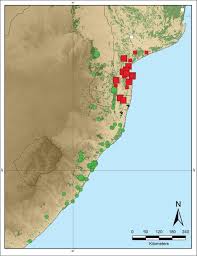 Image result for Monanthotaxis parvifolia