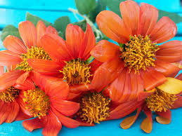 Image result for Tithonia rotundifolia