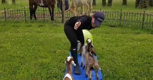 Maha yoga is for everyone who wants to feel good in their body. Philly Area Farm Offering Both Goat Yoga And Horse Yoga Phillyvoice