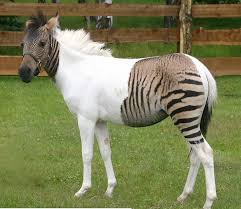 Girls Not Wearing Their Clothes Right Thechive Zorse Rare Animals Unusual Animals