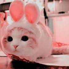 Video Cute Funny Amazing Tiktok Cute Baby Cats Cute Animals Baby Cats