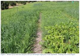 A typical slice of rye bread provides 83 calories, about 1 gram of fat, 16 grams of carbohydrate, 1.9 grams of fiber, and 2.7 grams of protein. Mixed Seeding Of Winter And Non Winter Hardy Annual Forages Unl Beef
