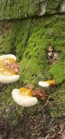 Image result for Ganoderma tsugae