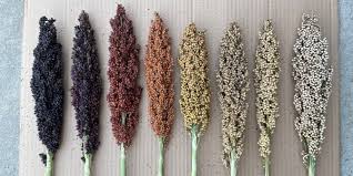 Image result for Sorghum