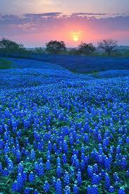 Bluebonnet Field In Ellis County Texas Beautiful Landscapes Beautiful Nature Landscape