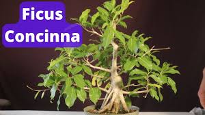 Image result for Ficus conraui