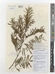 Image result for Acacia polyacantha