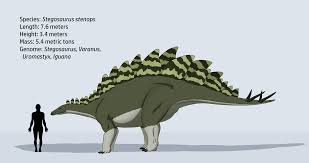 Image result for Stenops