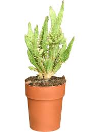 Image result for Opuntia monacantha