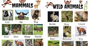 List Of Animals In English With Useful Animal Photos 7esl List Of Animals Animal Photo Animals Wild