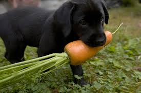 List Of Fruits And Vegetables Dogs Can Eat Cuteness Can Dogs Eat Carrots Can Dogs Eat Animals