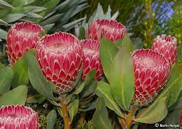 Protea Flowers Flowers Flower Therapy Protea Flower