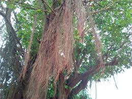 This helps the orchid produce healthy leaves, roots and blooms. Dynamics Of Water Flow In The Atmosphere Aerial Roots Continuum