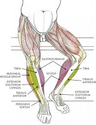 Their main function is contractibility. Muscles Of The Leg And Foot Classic Human Anatomy In Motion The Artist S Guide To The Dynamics Of Figure Drawing