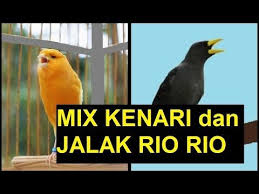 Mahkota bunga lima saling melekat pendek. Burung Kenari F1 Gacor Contoh Lif Co Id