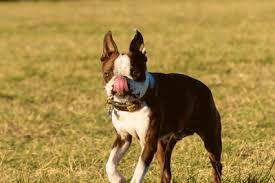 The board only accepts brindles with a black nose and brown eyes. How To Identify A Seal Boston Terrier