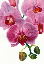 Orchid Painting In Watercolor For The Book But Orchids Painting Flower Painting Floral Watercolor