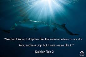 Dolphin Tale Clearwater Marine Aquarium In 2021 Dolphin Tale Clearwater Marine Aquarium Dolphin Quotes