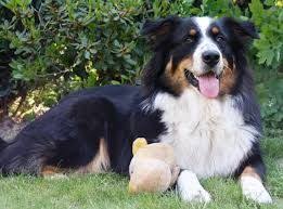 Border Collie Siyah Beyaz Rengindeki Upuzun Tuyleri Koyun Gutme Konusundaki Ustun Basarisi Hareketli Yapisi Ve Cevikligi Ile Duny Border Collie Collie Kopek