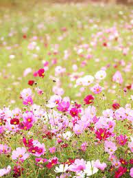 Helping Birthmothers Years Later On Their Journey Birth Moms Today Is An Online Community Grounded And Centered Beautiful Flowers Flower Field Cosmos Flowers