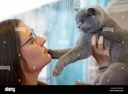 Holds british shorthair hi-res stock photography and images