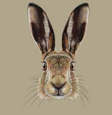 Click here and download the bunny face, easter bunny graphic · window, mac, linux · last updated 2021 · commercial licence included 24 328 Rabbit Face Stock Photos Free Royalty Free Rabbit Face Images Depositphotos