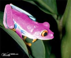 Wow A Pink Frog It S So Unique Pretty Frog Cute Frogs Reptiles Pet