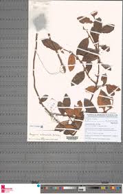 Image result for Begonia subscutata