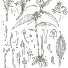 Image result for Corymborkis corymbis