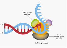 Learn vocabulary, terms and more with flashcards, games and other study tools. What Is The Function Of Taq Polymerase Quizlet