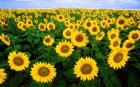 More images for flowers that look like sunflowers but aren't » When Sunflowers Kill Laidback Gardener