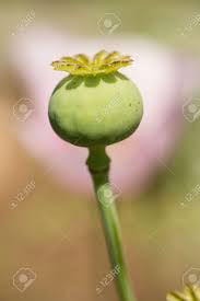 But it seems like a lot of gardeners who visit my post on. Flowers And Seed Pods Of Opium Poppy Plant Papaver Somniferum Stock Photo Picture And Royalty Free Image Image 127531783