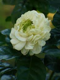 Grand Duke of Tuscany Jasmine, Rose Jasmine, Flore Pleno Jasmine ...