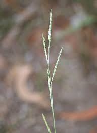 Image result for Eriochloa procera