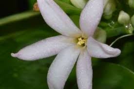 Image result for Cryptostephanus