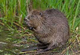 Mechanical traps are ideal for catching beavers, as they can be used repetitively. How To Get Rid Of Beavers Varment Guard Wildlife Services