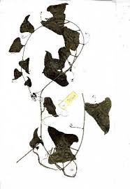 Image result for Adenia karibaensis