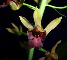 Image result for Eulophia arenicola