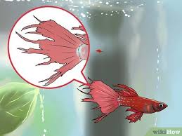 Most of the time bacteria is harmless provided that. How To Identify Finrot 13 Steps With Pictures Wikihow