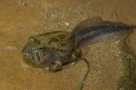 Image result for Artabotrys stolzii