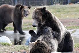 West yellowstone grizzly & wolf discovery center. Bear Update Last Week Grizzly Wolf Discovery Center Facebook