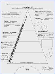 Ecological Pyramids Worksheet Worksheet Fun And Printable