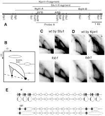Download older versions of uc browser for android. Dna2 Helicase Nuclease Causes Replicative Fork Stalling And Double Strand Breaks In The Ribosomal Dna Of Saccharomyces Cerevisiae Sciencedirect