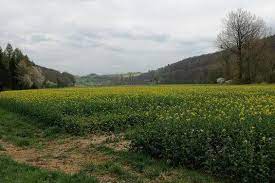 Perioada cât copiii vor sta acasă ar trebui să fie una care să le permită nu numai o diversificare a activităților, ci și care să le stimuleze dezvoltarea de abilități ce le. Rapsernte Den Richtigen Zeitpunkt Bestimmen Agrarheute Com