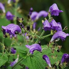 Image result for Strobilanthes