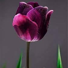 Pin By Tutku Tutkum On Flower Purple Flowers Flowers Purple Tulips